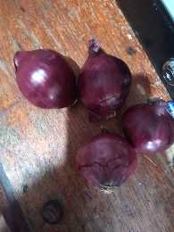 Sibuyas Bombay Onion